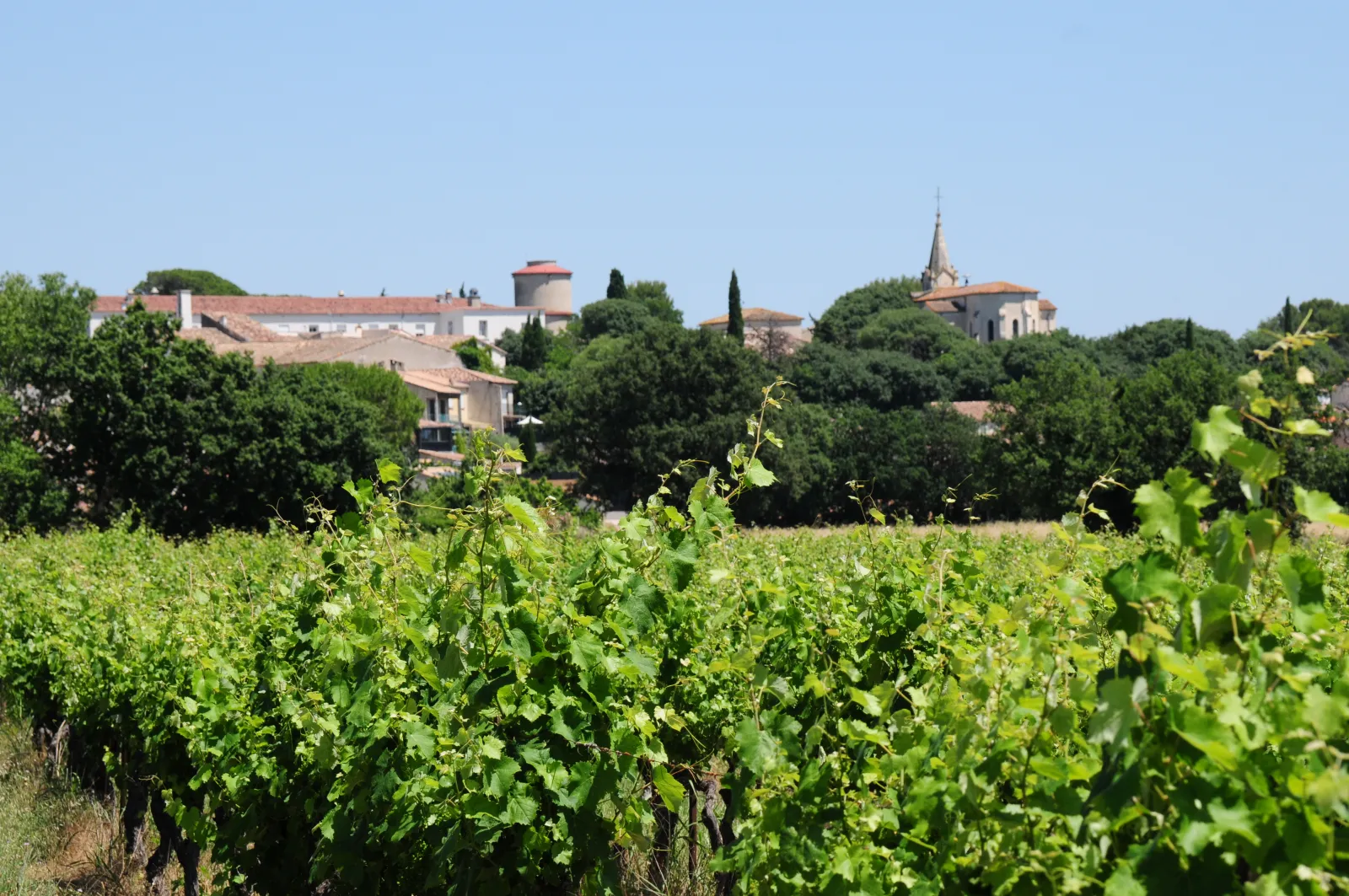 Vue de Entre-Vignes, Hérault